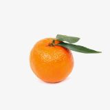 Spanish Oranges (Demo)